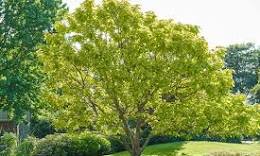 Les Arbres : Gardiens de la Nature